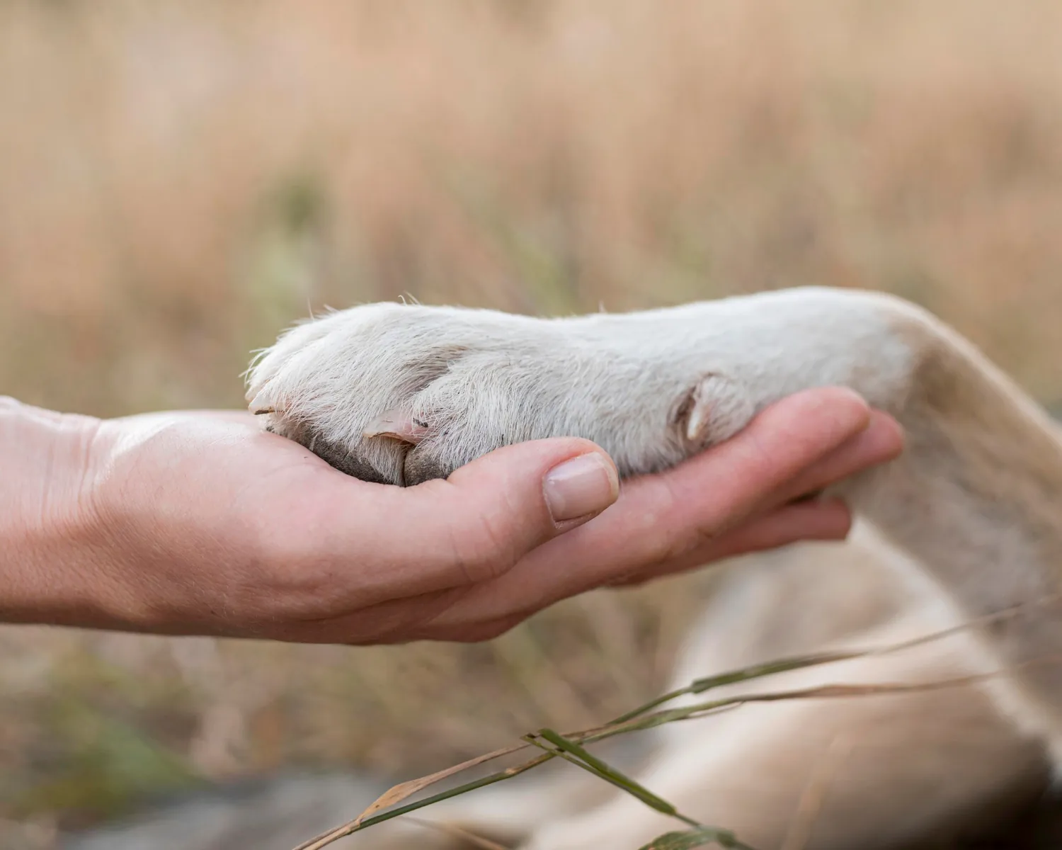paw-hand-optimized lien animal humain spirit conscious
