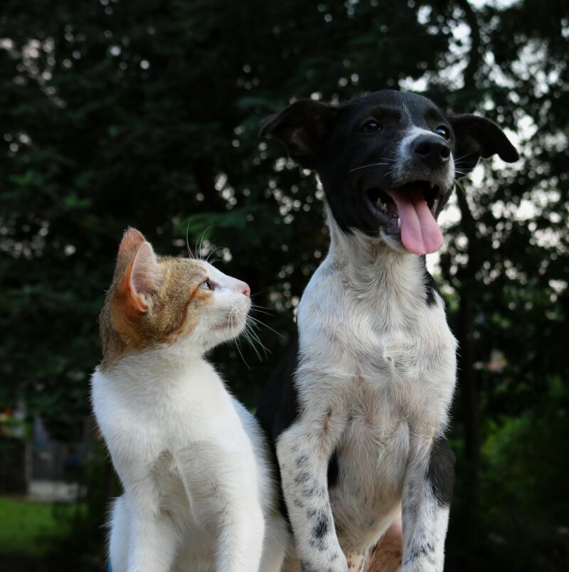 Photo by Anusha Barwa univers animal communication animale