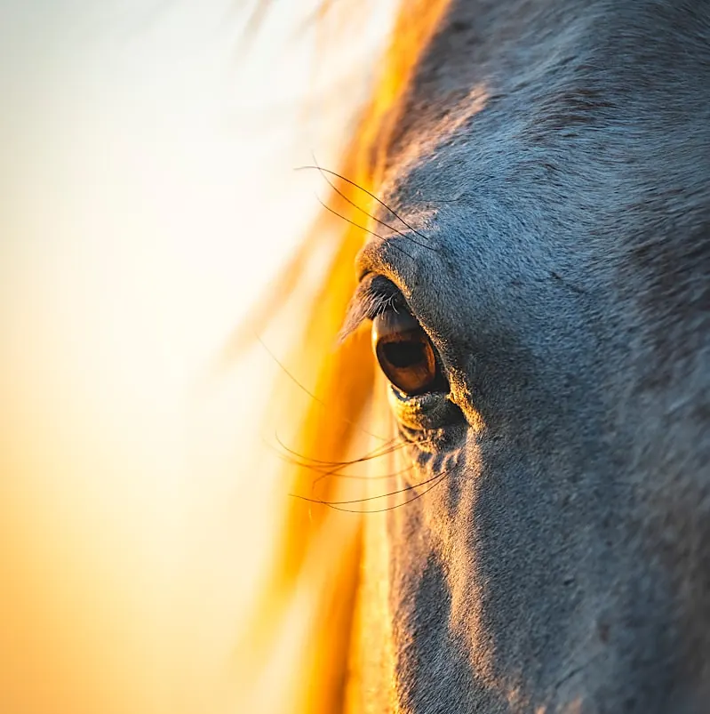 univers animal numérologie karmique animale
