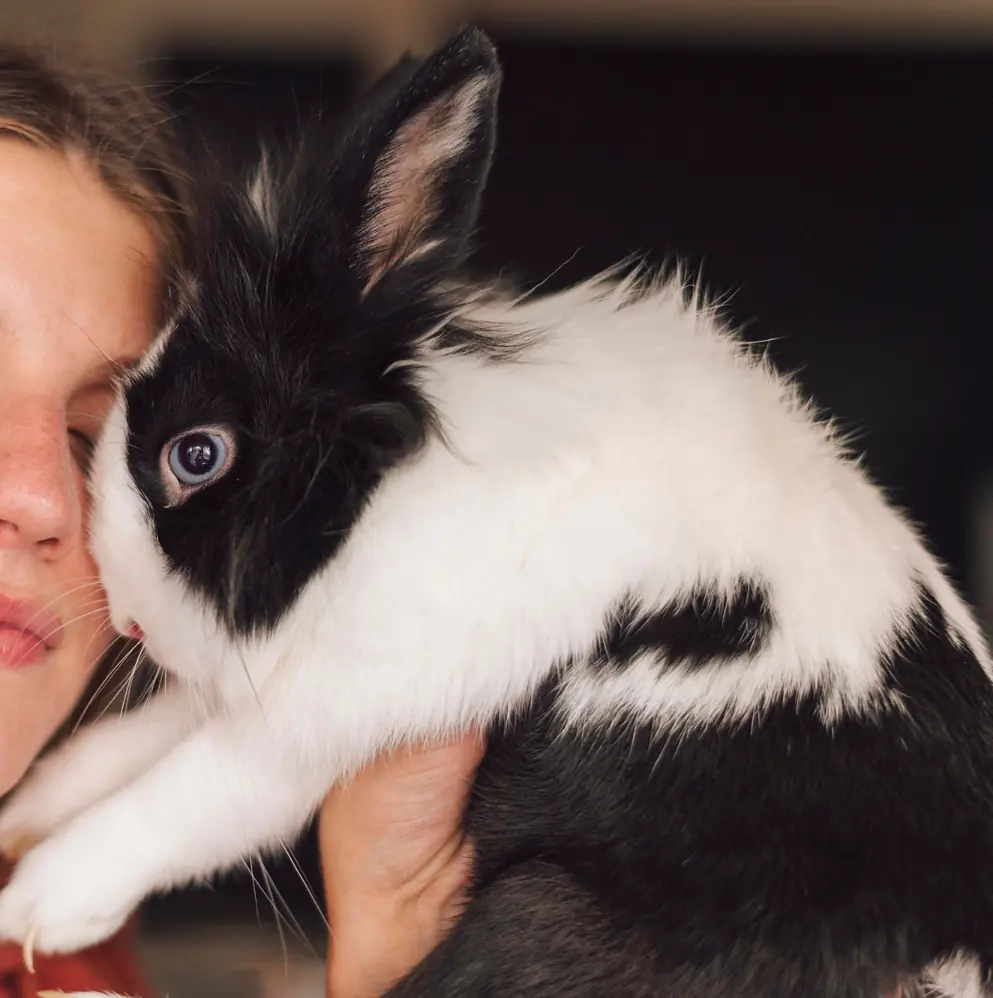 webopt-rabbit-full univers animal communication animale
